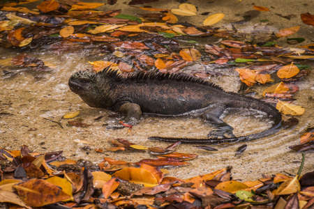 Marine iguana lying in water with leavesの写真素材