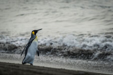 King penguin walking on beach beside surfの写真素材