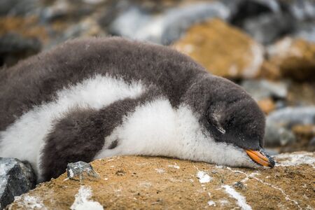 Adelie penguin asleep on rock with guanoの写真素材