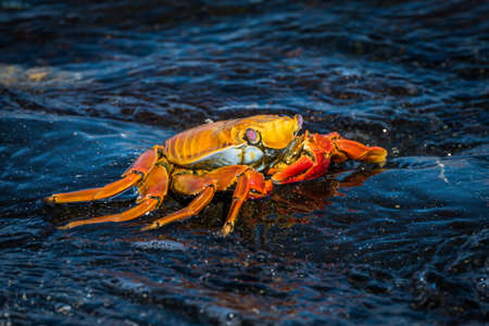 Sally Lightfoot crab on wet black rockの写真素材