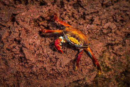 Sally Lightfoot crab climbing down brown rock