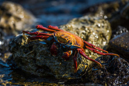 Sally Lightfoot crab climbing over wet rocksの写真素材