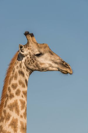 Close-up of South African giraffe in profileの写真素材
