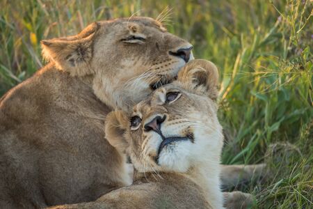 Close-up of lion nuzzling another in grassの写真素材