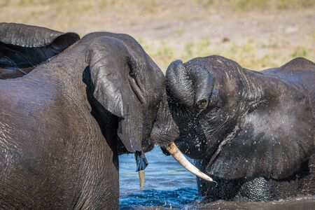 Close-up of elephants play fighting in waterの写真素材