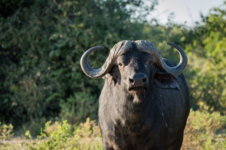 Close-up of Cape buffalo standing facing cameraの写真素材