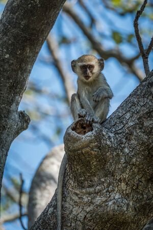 Baby vervet monkey holds branch facing cameraの写真素材