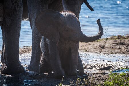 Baby elephant waving trunk in mud holeの写真素材