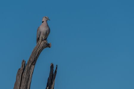 Cape turtle dove on dead tree branchの写真素材