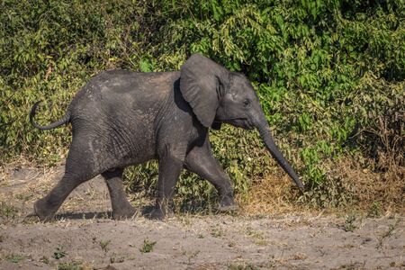 Baby elephant walking beside bushes in sunshineの写真素材