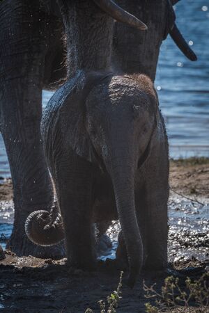 Baby elephant in mud hole facing cameraの写真素材