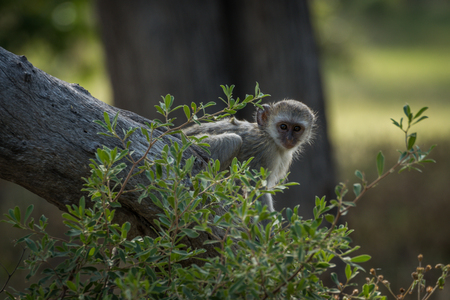 Baby vervet monkey peeping past leafy bushの写真素材