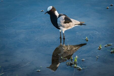 Blacksmith plover reflected in shallows with plantsの写真素材