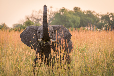Baby elephant eating grass with trunk raisedの写真素材