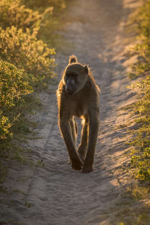 Chacma baboon walking down track at duskの写真素材