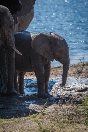 Baby elephant beside parents on muddy riverbankの写真素材
