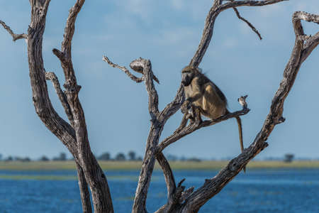 Chacma baboon sitting beside river in treeの写真素材