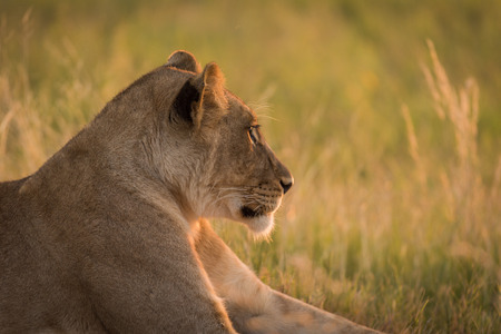 Close-up of lion lying in grass staringの写真素材