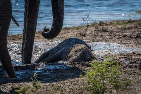 Baby elephant lying in mud beside waterの写真素材