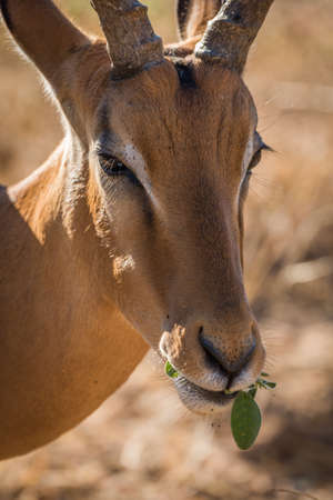 Close-up of male impala head while eatingの写真素材