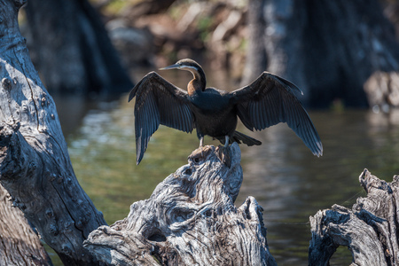 African darter spreading wings on dead treeの写真素材
