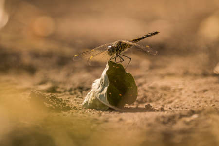 Dragonfly perched on dry leaf on groundの写真素材