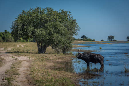 Cape buffalo in river with tree behindの写真素材