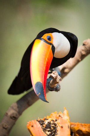 Toco toucan turning head to eat papayaの写真素材