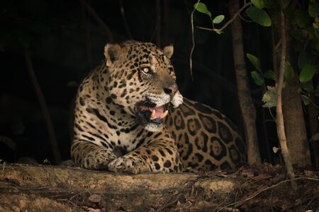 Jaguar lying on earth bank under treesの写真素材
