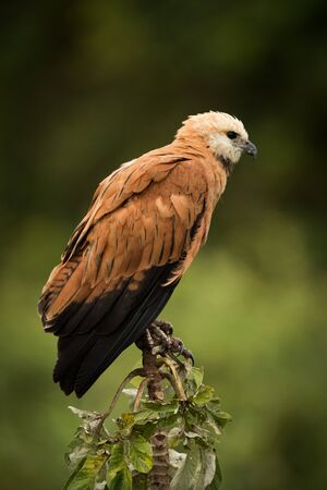 Black-collared hawk in profile perched on stumpの写真素材