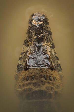Close-up of yacare caiman head looking downの写真素材
