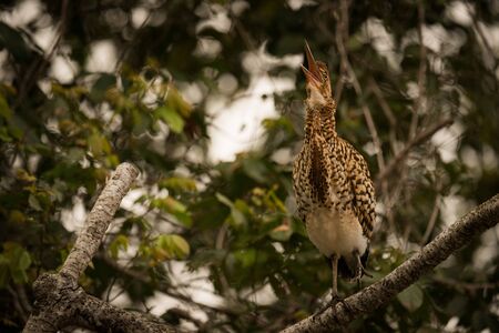 Rufescent tiger heron squawking with beak openの写真素材