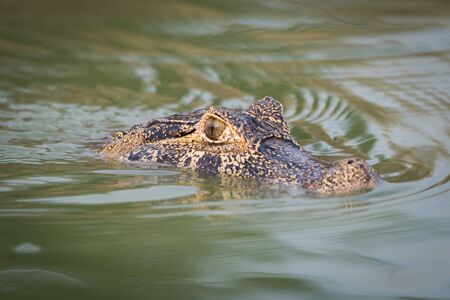 Head of yacare caiman swimming in riverの写真素材