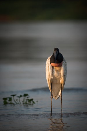 Jabiru in shallows at sunset facing cameraの写真素材