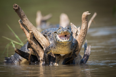 Yacare caiman on dead branches opening mouthの写真素材