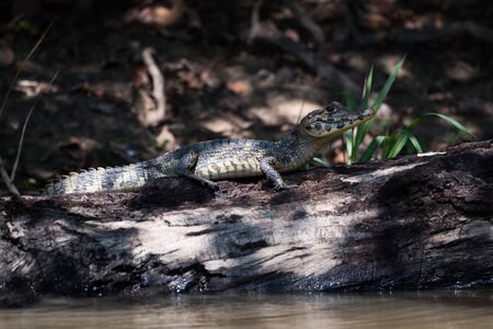 Yacare caiman on dead log beside riverの写真素材