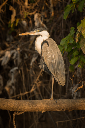 Cocoi heron standing on branch in profileの写真素材