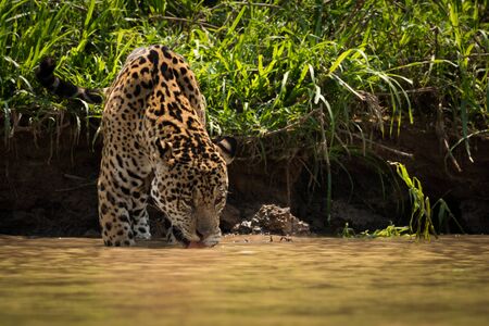 Jaguar drinking from muddy river beside bankの写真素材