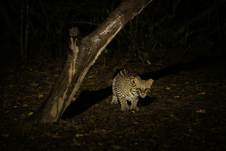 Ocelot crouching under dead tree at nightの写真素材