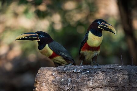 Two chestnut-eared aracaris on log in shadeの写真素材