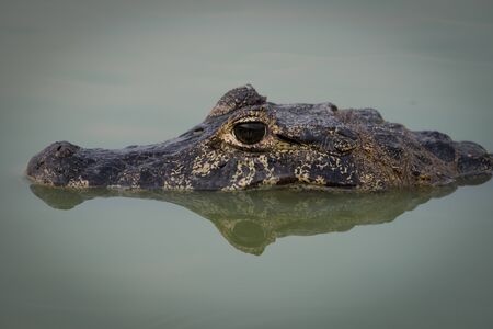 Close-up of yacare caiman head and reflectionの写真素材