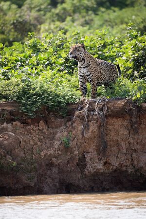 Jaguar standing in bushes on river bank
