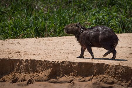 Capybara with bird on back on sandbankの写真素材