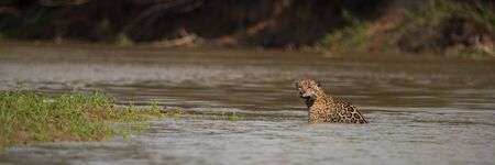 Panorama of jaguar in shallows facing camera