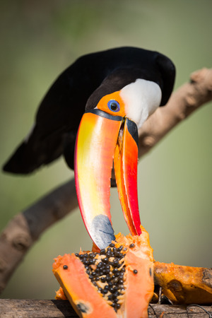 Toco toucan nibbling at papaya in sunshine