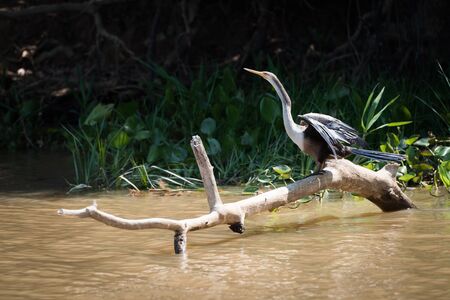 Anhinga on dead log in muddy riverの写真素材