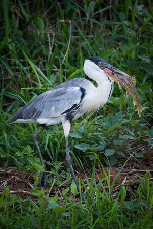 Cocoi heron walking with fish in beakの写真素材