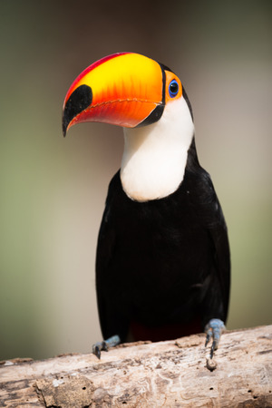 Toco toucan perched on branch in sunlightの写真素材