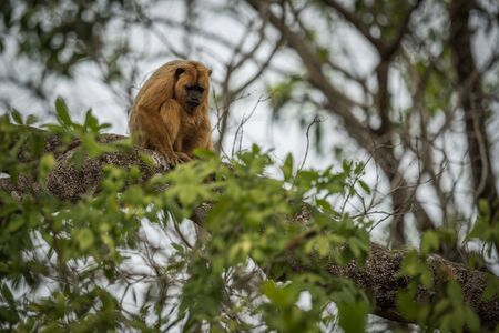 Black howler monkey sitting on tree branch
