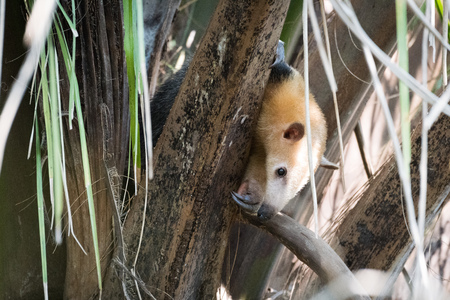 Lesser anteater in tree peeping through branchesの写真素材
